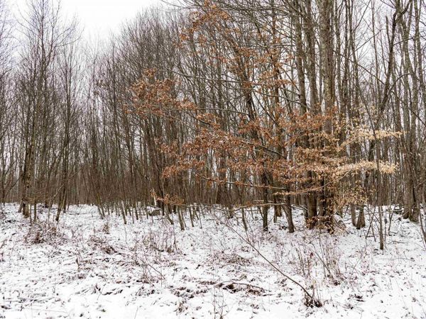 Lot 1 Shady Grove Road, Bruceton Mills, WV 26525