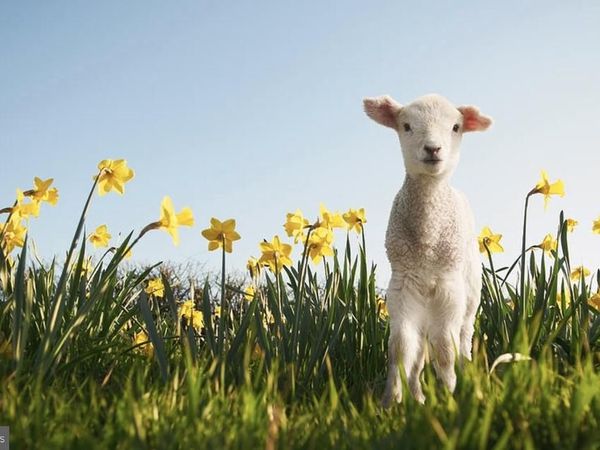 Lot HAZLETTVILLE ROAD, HARTLY, DE 19953