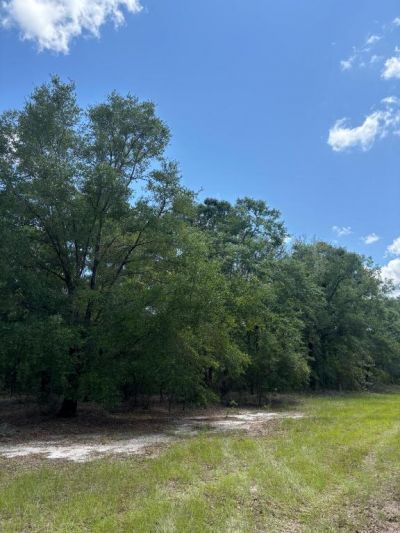 423 NW Bright Lake Court, White Springs, FL 32096 Photo