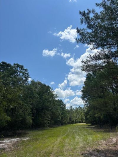 423 NW Bright Lake Court, White Springs, FL 32096 Photo