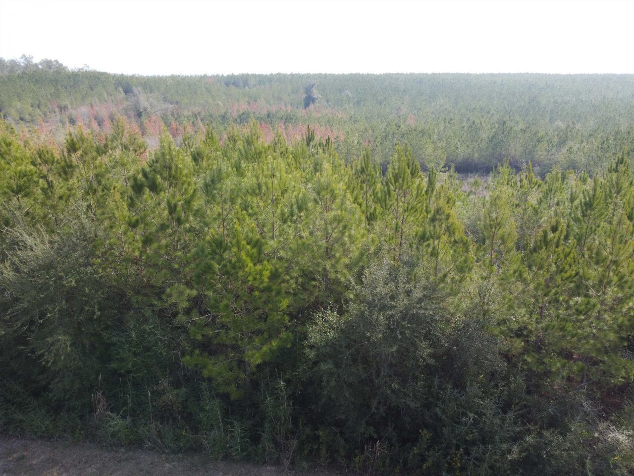 Xxx NW Church Road, Altha, FL 32421 Photo