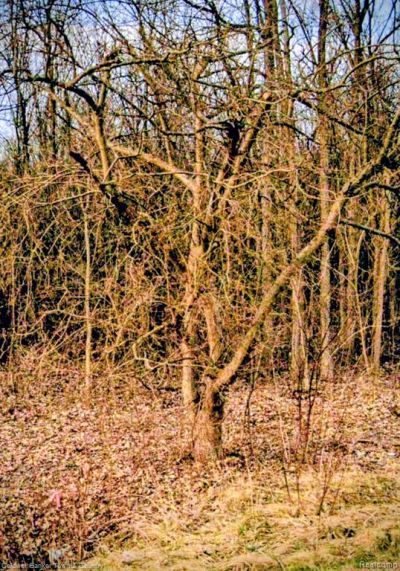 5931 N Territorial Road E, Salem Township, MI 48105 Main Photo