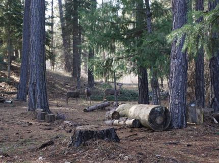 6569 Bucks Lake Road, Meadow Valley, CA 95956 Photo