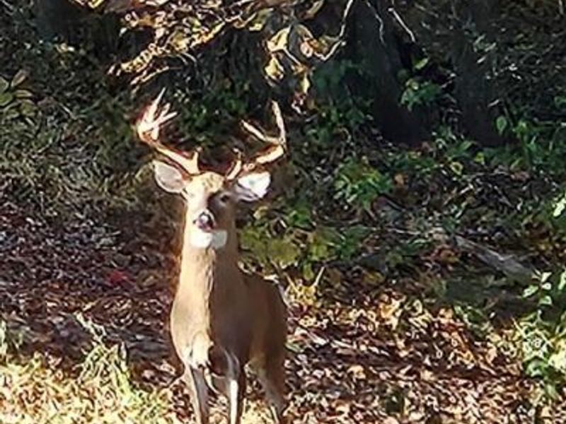 20731 State Route 664 S, South Bloomingville, OH 43152 Photo 70