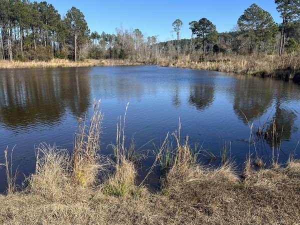 0 Marchants Dairy Road, Rhine, GA 31077