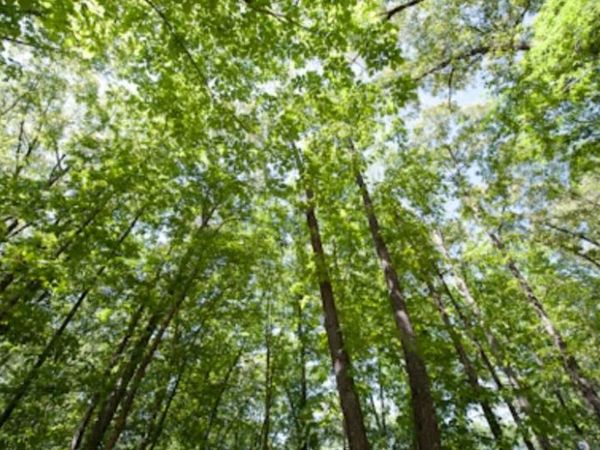 131 Stone Lake Drive, Madison, MS 39110