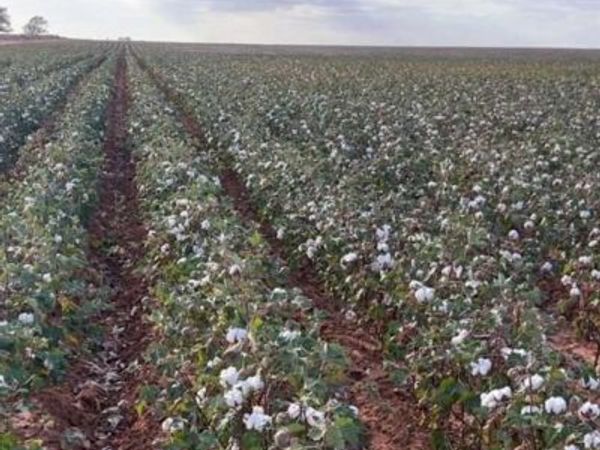 0 County Road 305, Brownfield, TX 79316