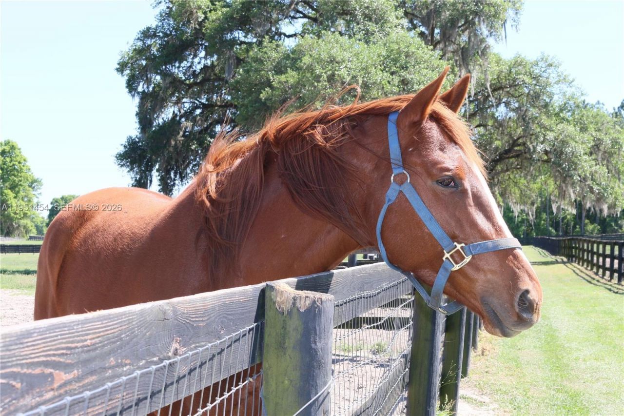 7787 NW 150th Ave , Ocala, FL 32668 Photo