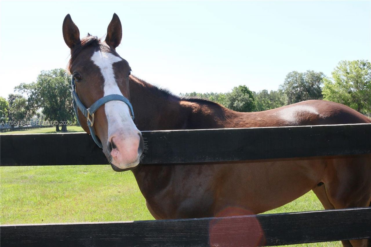 7787 NW 150th Ave , Ocala, FL 32668 Photo