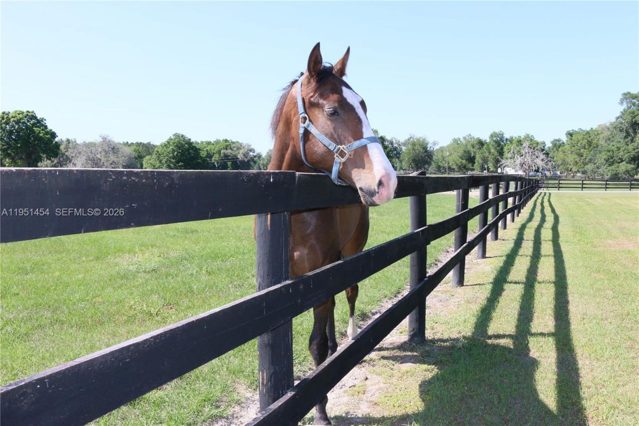 7787 NW 150th Ave , Ocala, FL 32668 Photo