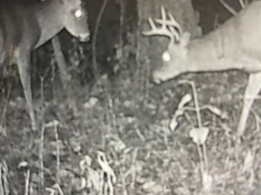 271 Blue Bird Lane, Hyden, KY 41749