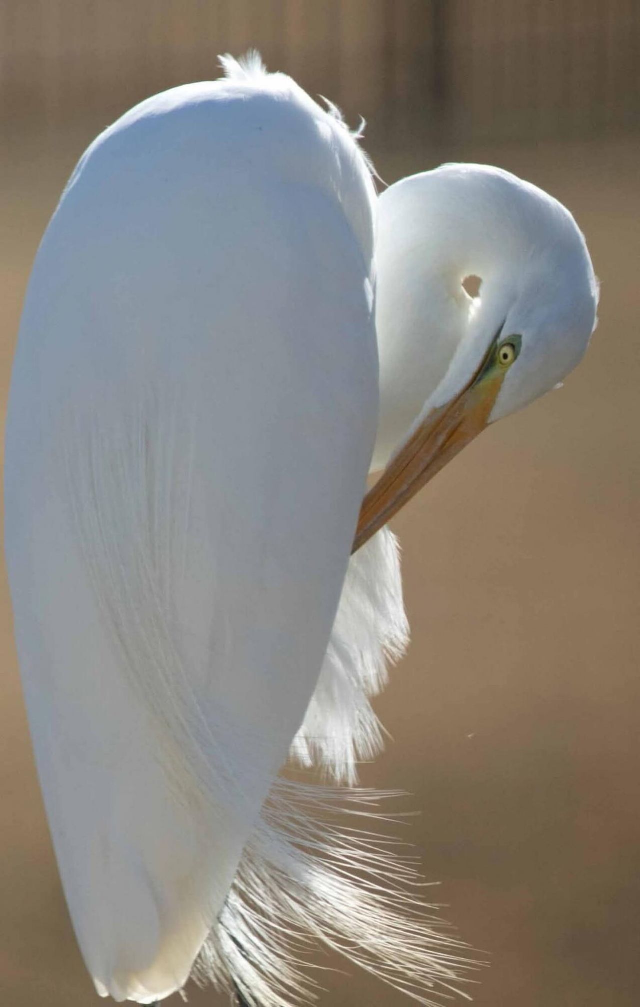 4060 Aspera Drive Photo 44