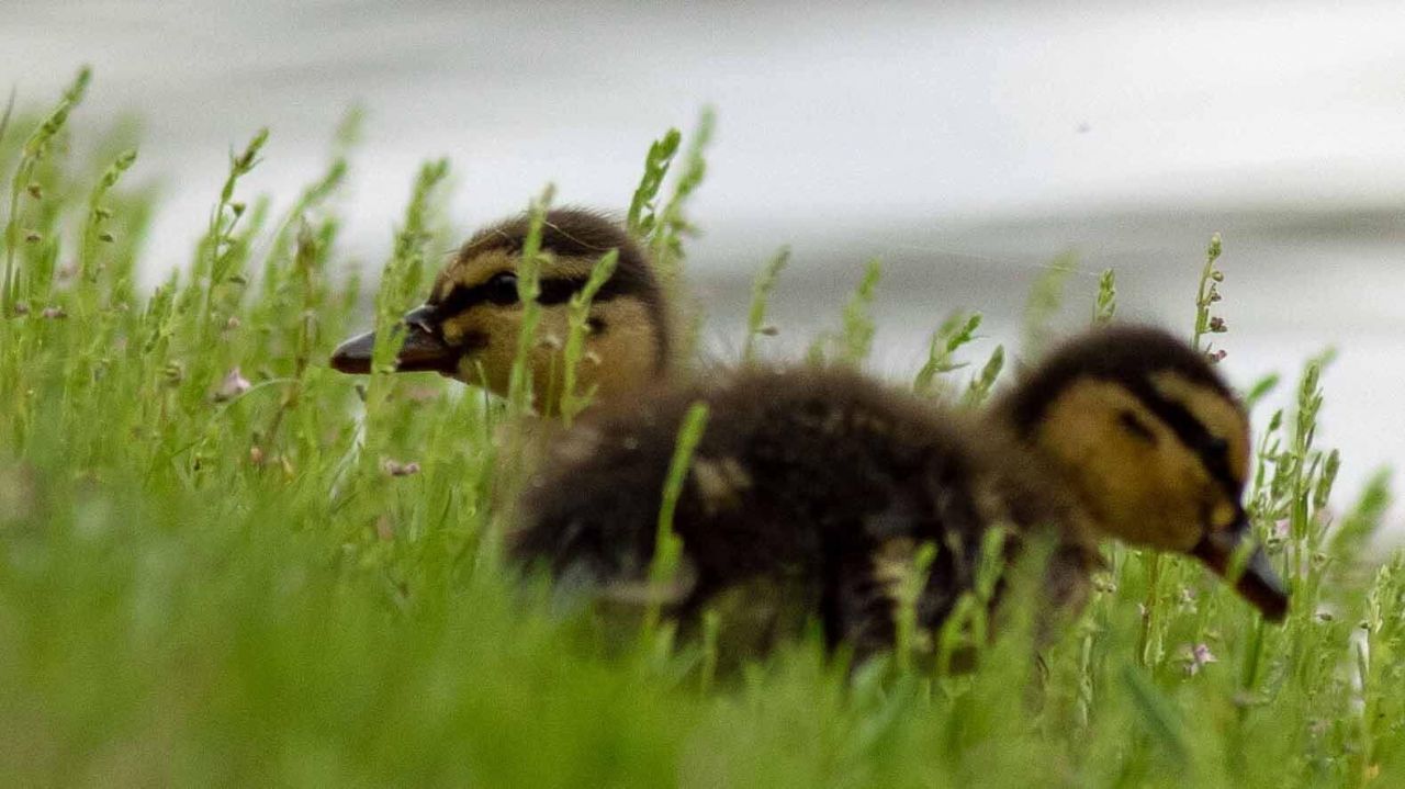 4060 Aspera Drive Photo 47