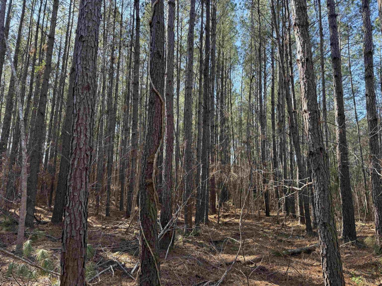 31.40 Acres-tbd Pennyroyal Rd. Photo 10