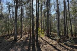 31.40 Acres-tbd Pennyroyal Rd. photo 4