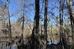 31.40 Acres-tbd Pennyroyal Rd. photo 4