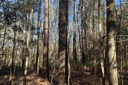 31.40 Acres-tbd Pennyroyal Rd. photo 4