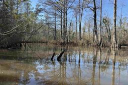 31.40 Acres-tbd Pennyroyal Rd. photo 4