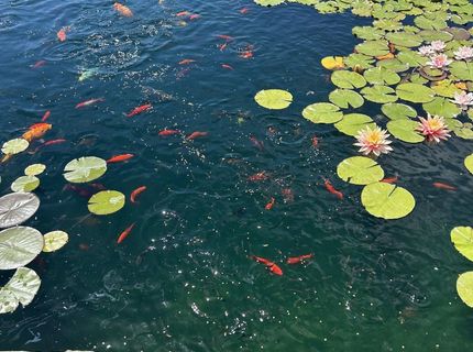 1238 Centerville Lane, Gardnerville, NV 89460 Photo