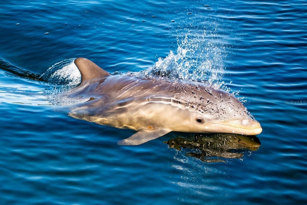 4310 Falmouth Drive, Unit 102, Longboat Key, FL 34228 Photo