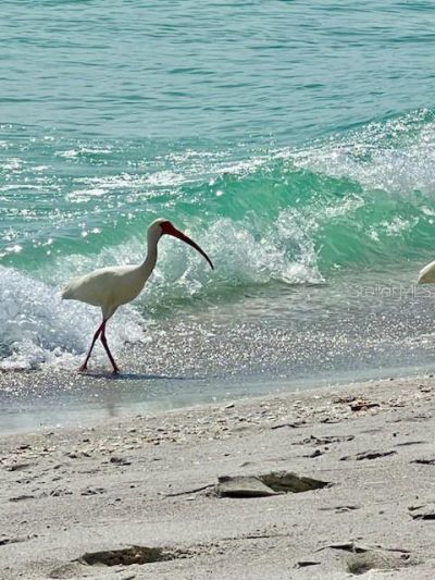 4310 Falmouth Drive, Unit 102, Longboat Key, FL 34228 Photo