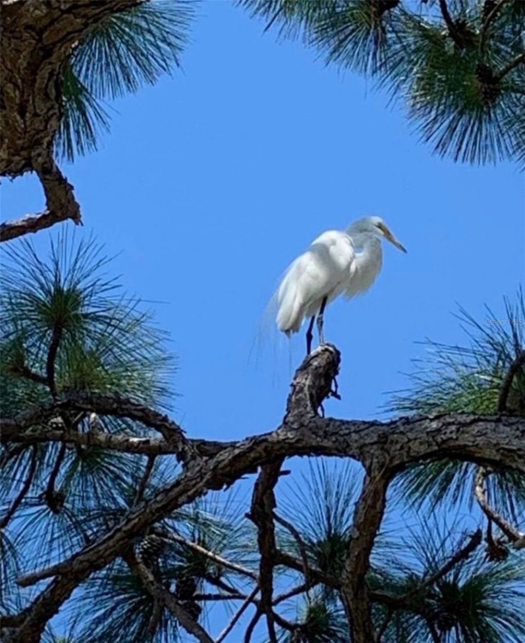 4925 Pepperwood Place, Venice, FL 34293 Photo