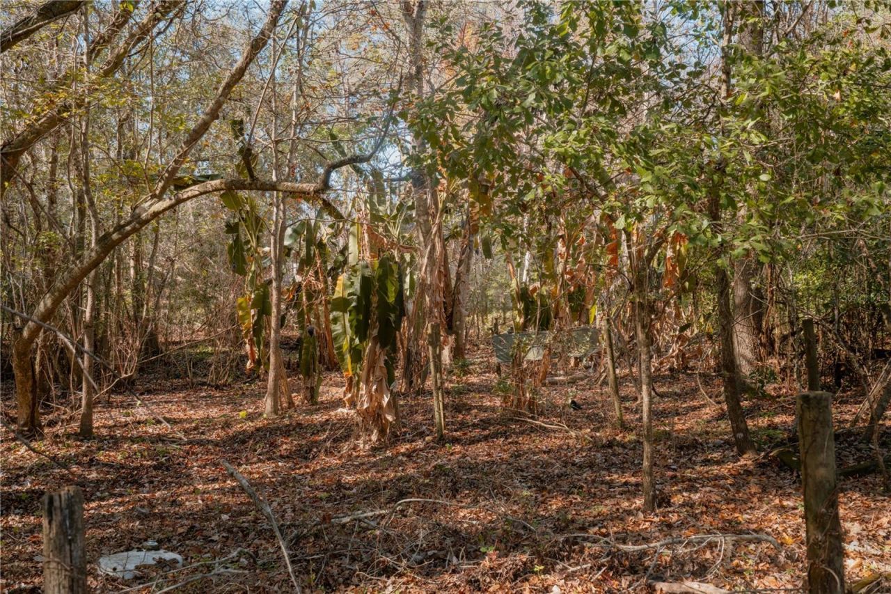 16970 NE 120th Avenue, Waldo, FL 32694 Photo