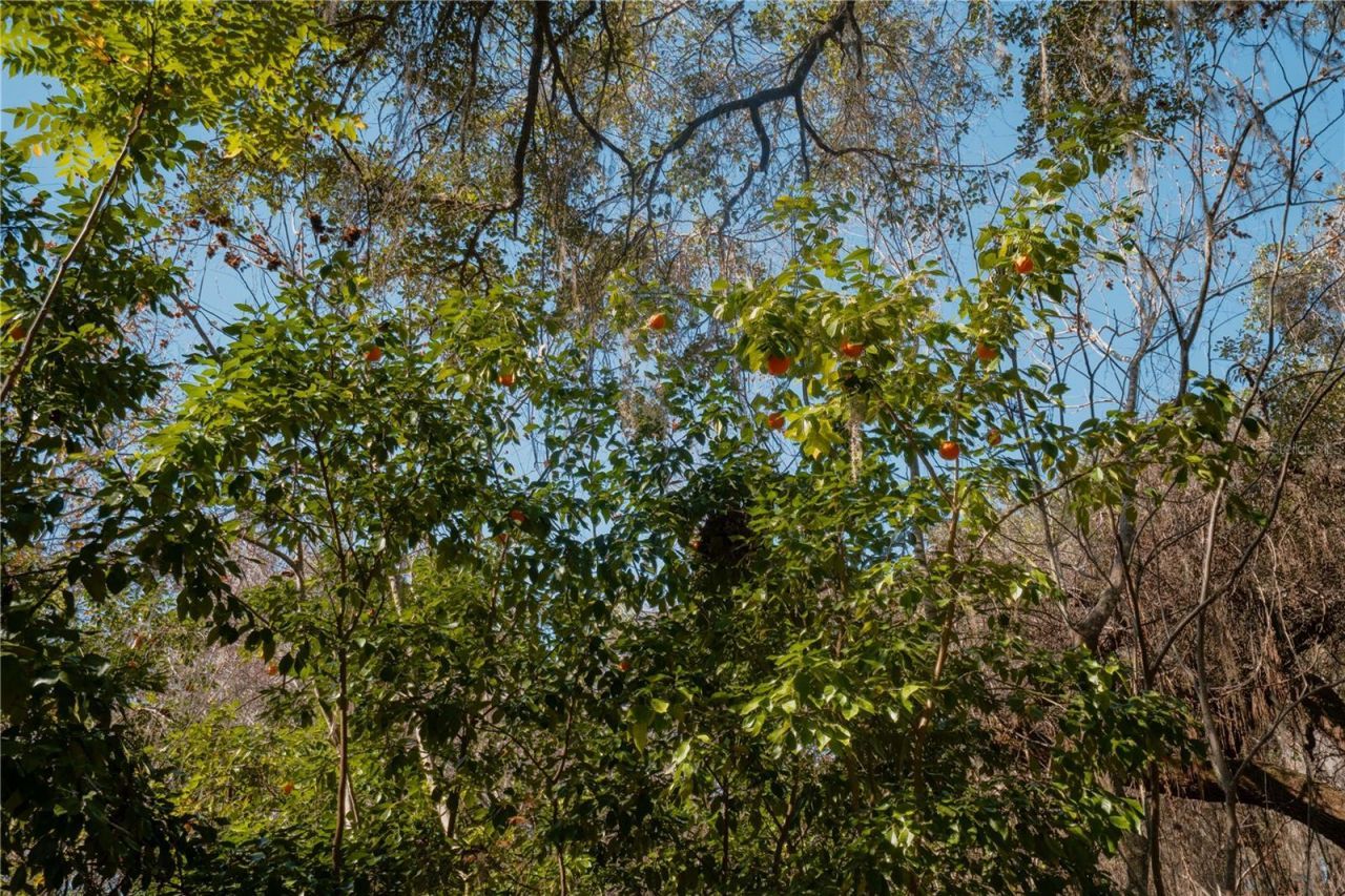 16970 NE 120th Avenue, Waldo, FL 32694 Photo