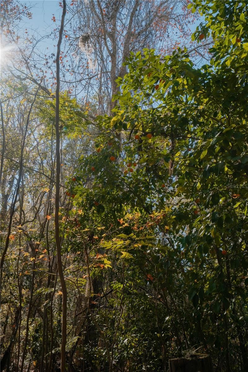 16970 NE 120th Avenue, Waldo, FL 32694 Photo