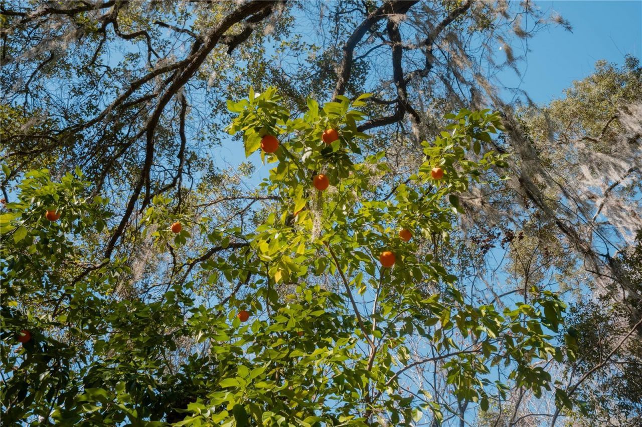 16970 NE 120th Avenue, Waldo, FL 32694 Photo