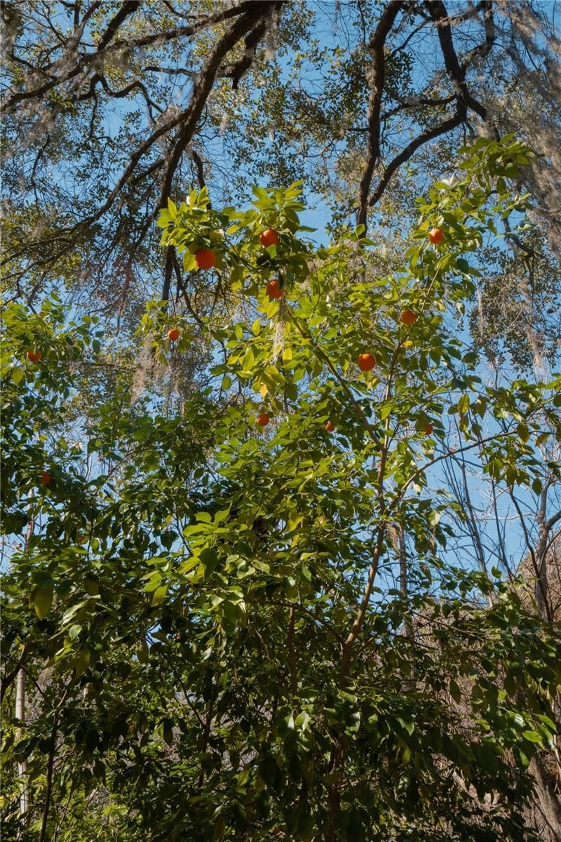 16970 NE 120th Avenue, Waldo, FL 32694 Photo