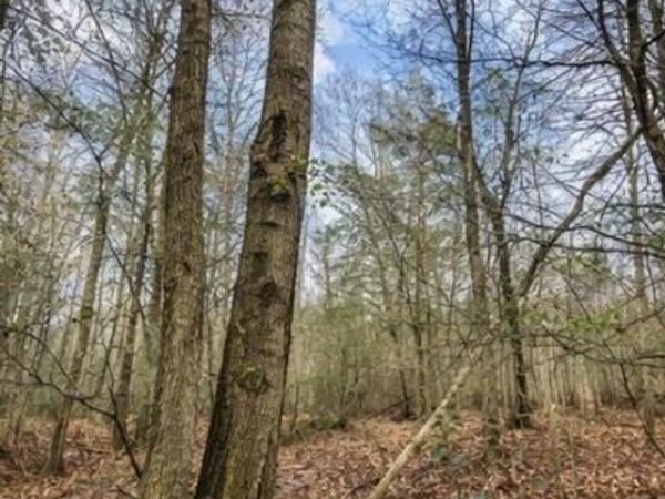 Humming Bird Drive, Carrollton, AL 35447