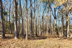 Lot 1 Santee Lumber Road photo 4