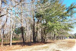 Lot 1 Santee Lumber Road photo 4