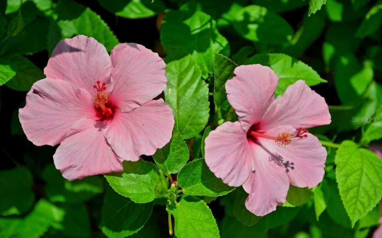 5300 Ocean Boulevard, Unit 301, Sarasota, FL 34242 Photo