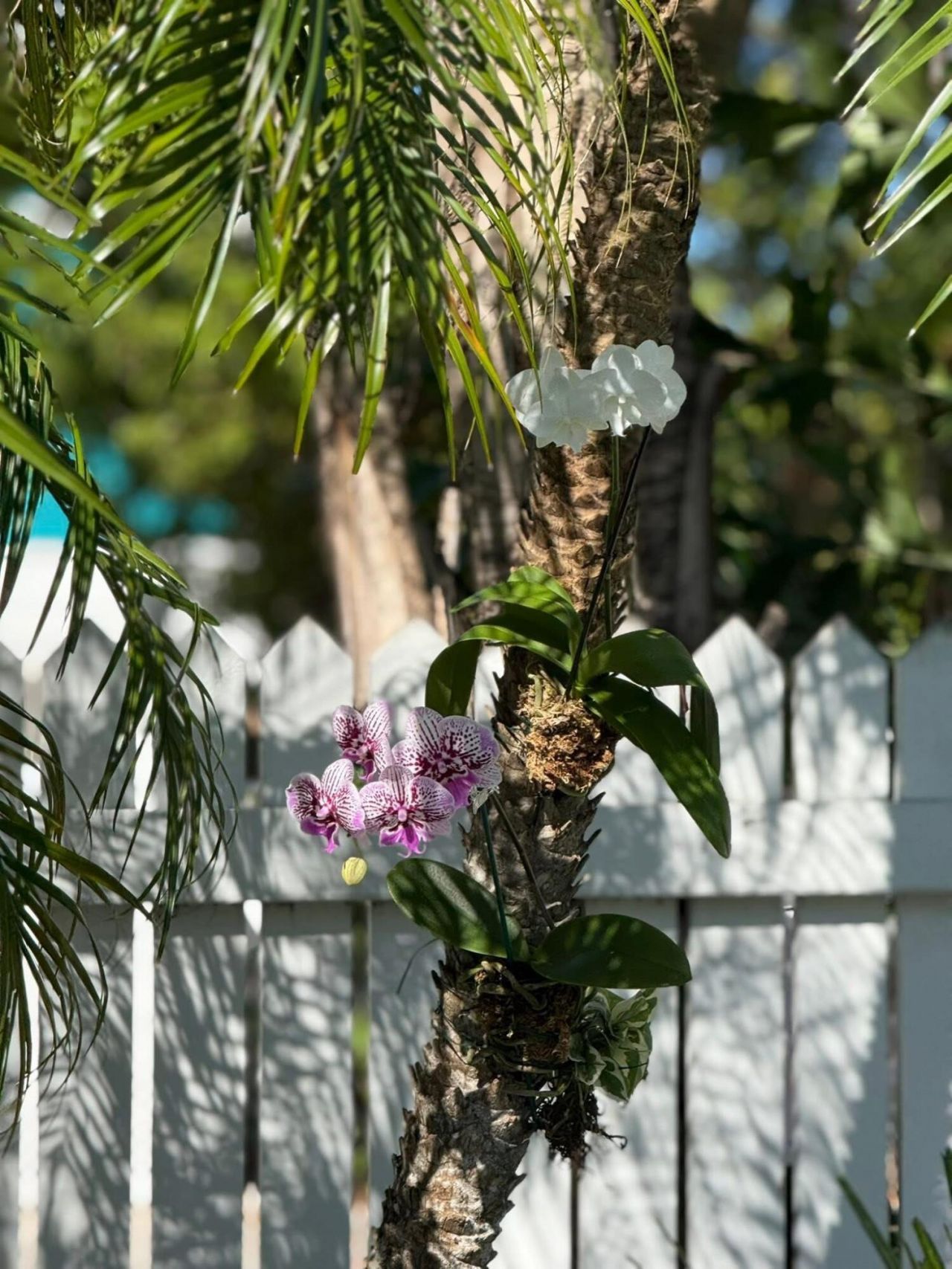 1503 Johnson Street, Key West, FL 33040 Photo