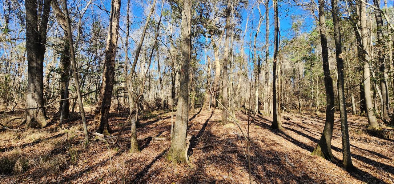 0 Bama Road Photo 11