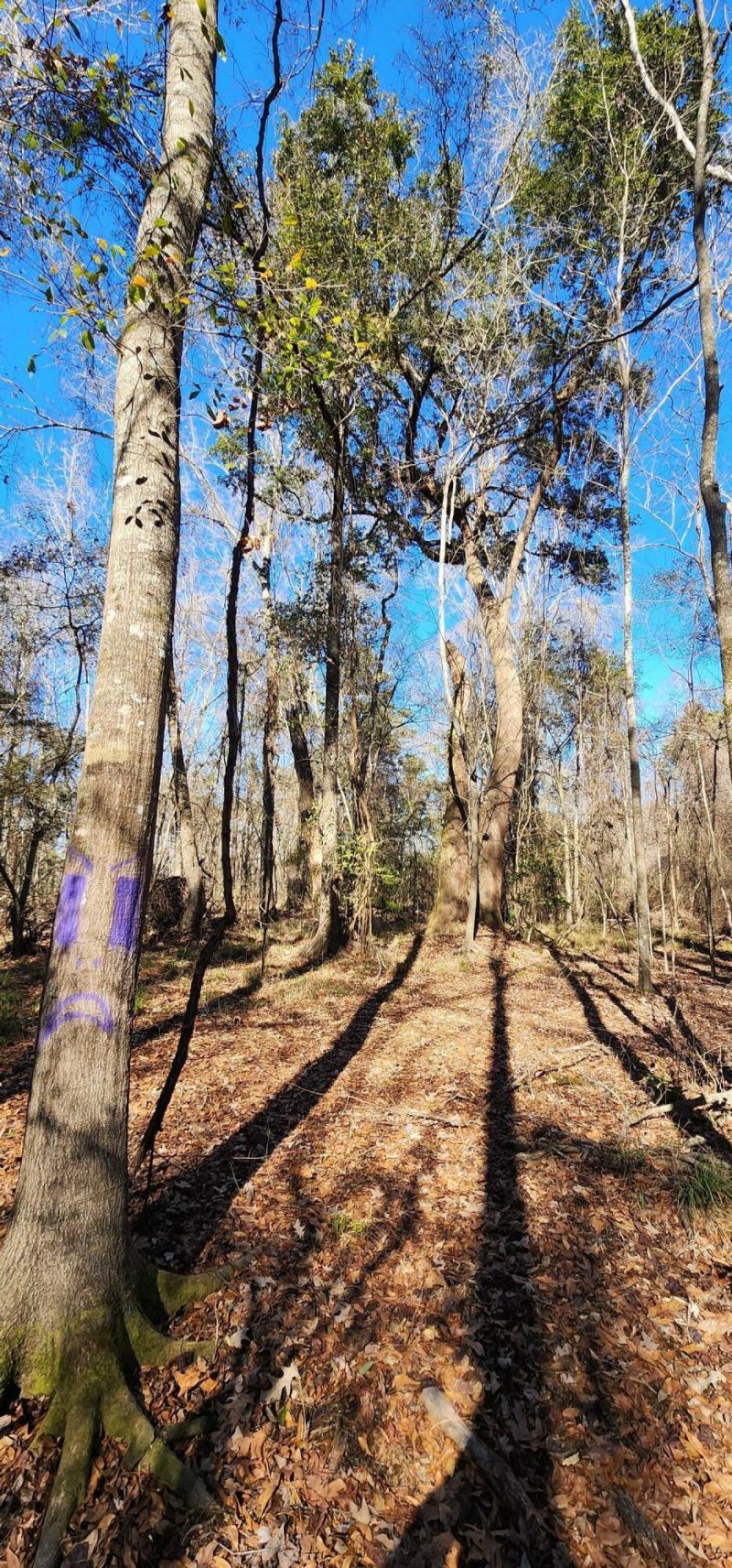 0 Bama Road Photo 12