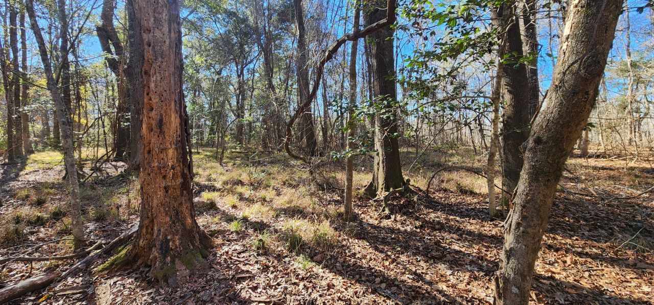 0 Bama Road Photo 15