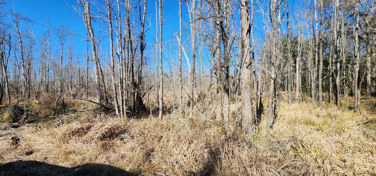 0 Bama Road Photo 17