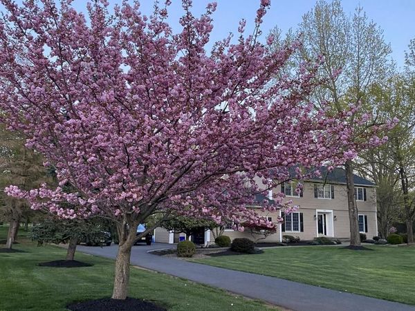 100 KNICKERBOCKER DRIVE, BELLE MEAD, NJ 08502