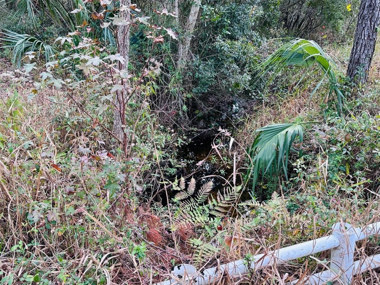 12468 SE Hwy 349, Old Town, FL 32680 Photo