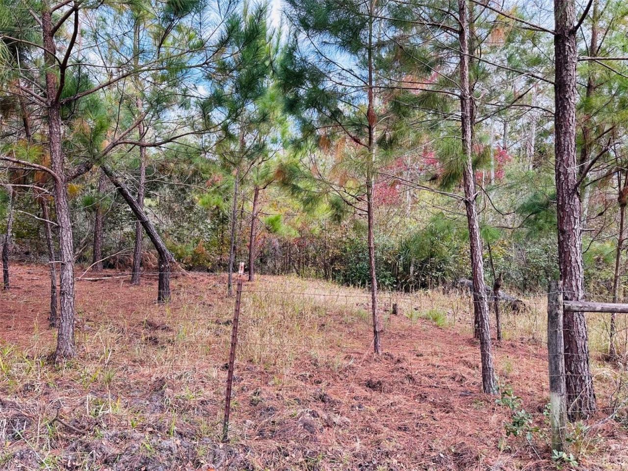 12468 SE Hwy 349, Old Town, FL 32680 Photo