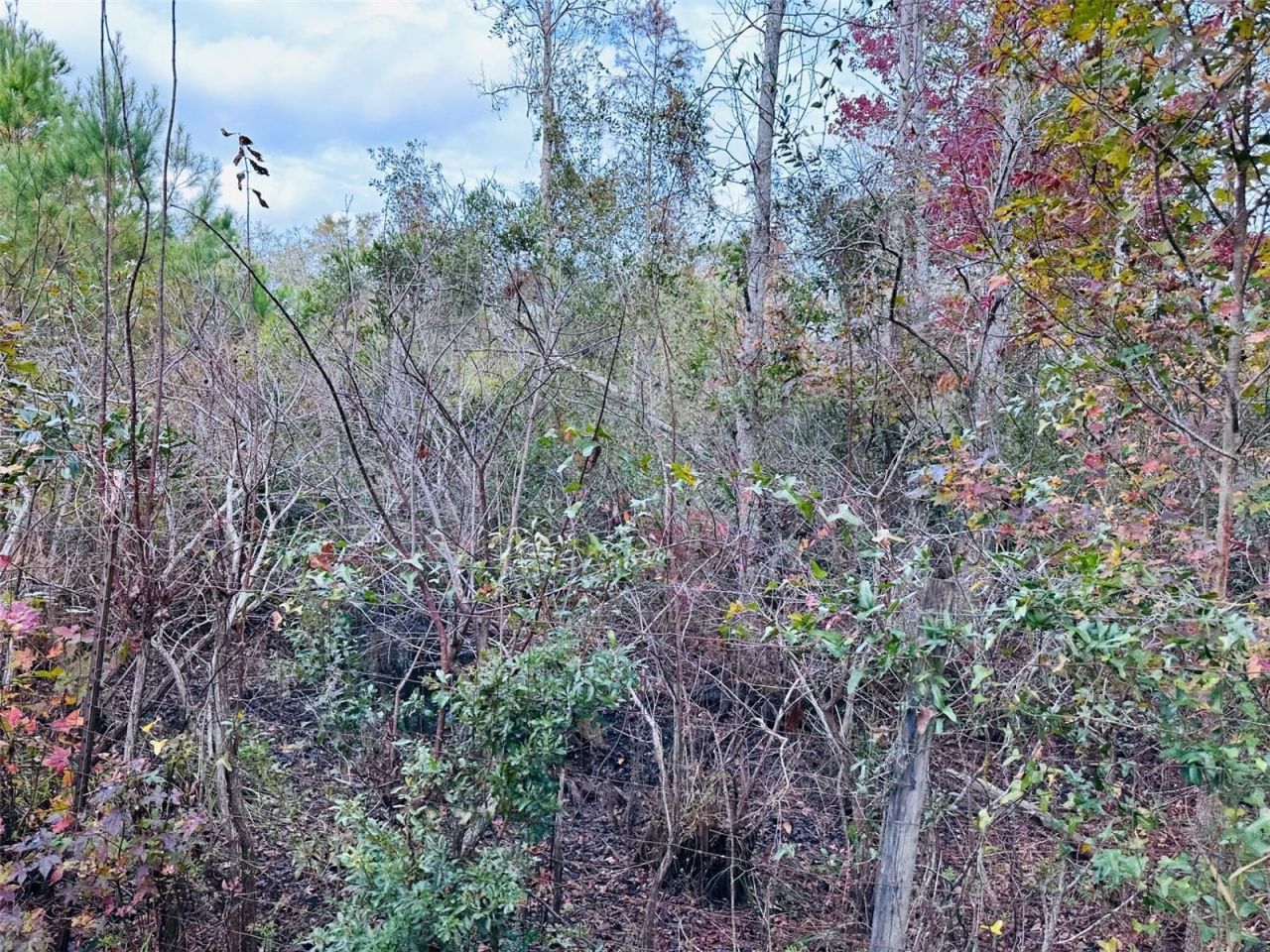 12468 SE Hwy 349, Old Town, FL 32680 Photo