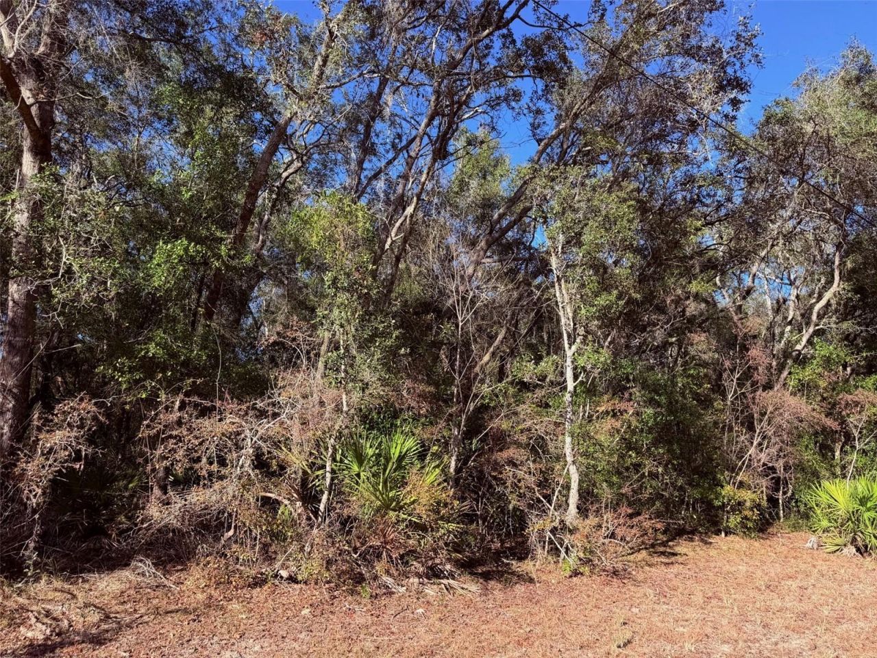 127 SE 930 Street, Old Town, FL 32680 Photo