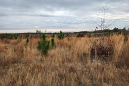 Tract 4 Park Road  photo 4