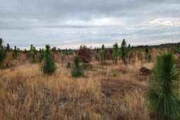 Tract 5 Park Road  photo 4