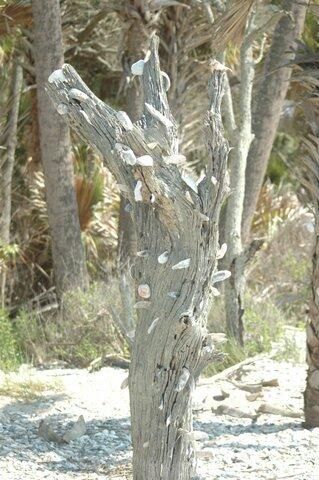 7 Gun Bluff Road Photo 57