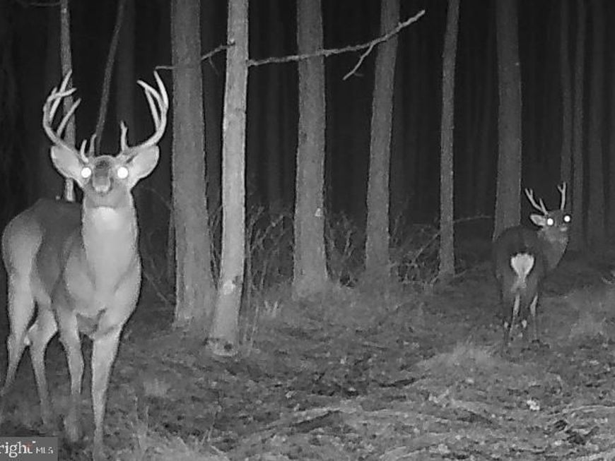 007 Muddy Hole Road, Tyaskin, MD 21865 Main Photo