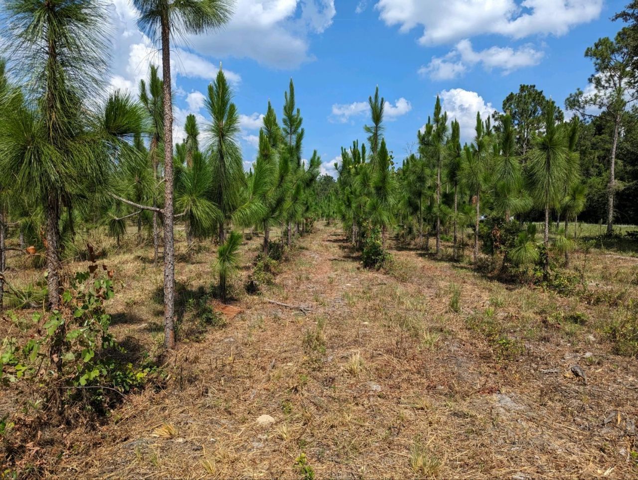 Vacant NE Us Hwy 90, Lee, FL 32059 Photo